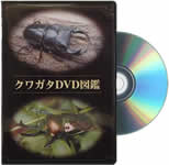 �N���K�^DVD�}��