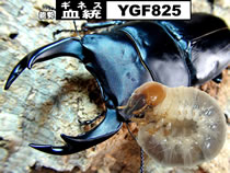 �X�[�p�[�́�YGF825