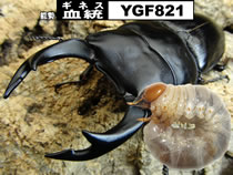 �X�[�p�[�́�YGF821