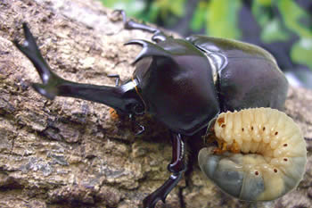 �C�x���g�Z�b�g�^���Y�J�u�g���V�c���T�O