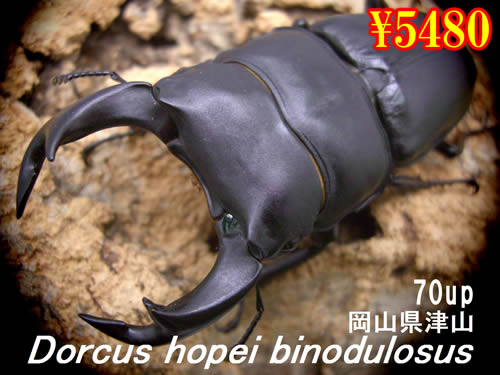 ���I���̎s���ÎR�Y����70up�����߱(1�߱�܂�