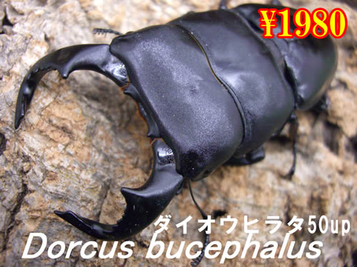 ���I���̎s���_�C�I�E�q���^50up�����y�A�i1�y�A�܂�