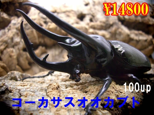 ���I���̎s�������������100up�����y�A(1�y�A�܂�