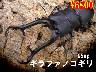 特選虫の市■ギラファノコギリ95up成虫ﾍﾟｱ(1ﾍﾟｱまで