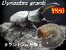 特選虫の市■グラントシロカブト幼虫(3頭まで)