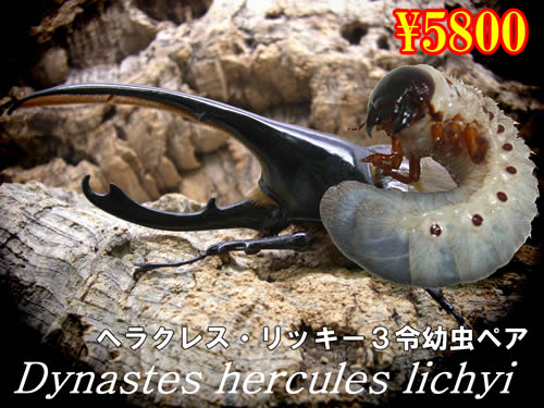 I̎s׸ڽEbL[3ߗcyA(1߱܂