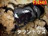 I̎sީԸܶ65upyA(1yA܂