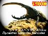 I̎s׸ڽE׸ڽ140upyA(1yA܂