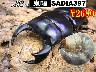 I̎sSUPER́yS-SADIA397zc(3܂