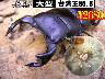 特選虫の市■SUPER個体【台湾王】血統幼虫(3頭まで