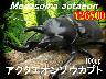 I̎sݿ޳100up߱