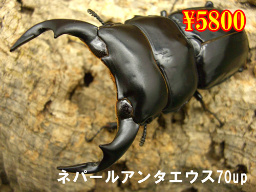 I̎s߰ٱ70upyA(1߱܂