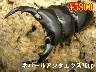 I̎s߰ٱ70upyA(1߱܂