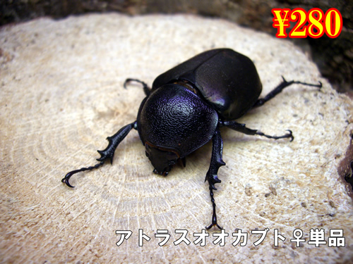 ���I���̎s����׽�����Đ������P�i(3���܂�