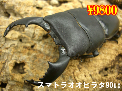 ���I���̎s�����׵����90up�����y�A(1�߱�܂�