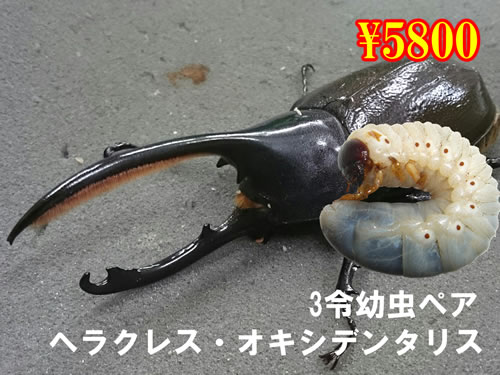 I̎s׸ڽEؽ3ߗcyA(1߱܂