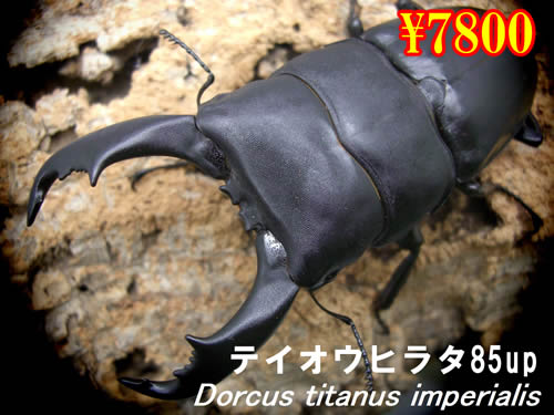 ���I���̎s���e�C�I�E�q���^85up�����y�A