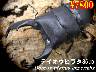 ���I���̎s���e�C�I�E�q���^85up�����y�A