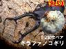 ���I���̎s���M���t�@�m�R�M��3�ߗc���y�A(1�y�A�܂�