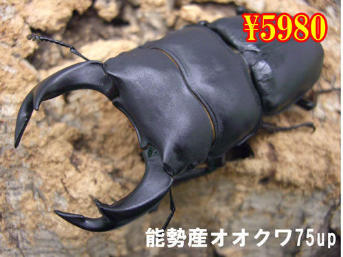 I̎s\Yܶ75upyA(1yA܂