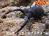 I̎sިؽ70upyA(1߱܂