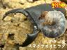 特選虫の市■アチェ産スマトラオオヒラタ幼虫(5頭まで