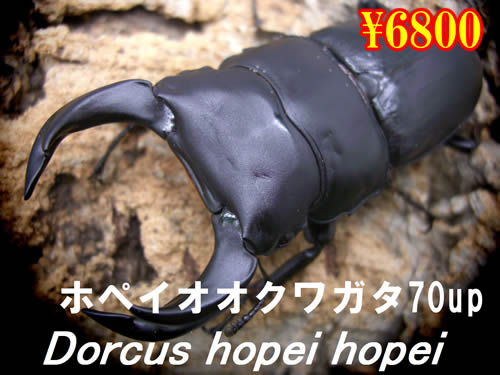 ���I���̎s���z�y�C�I�I�N���K�^70up�����߱(1�߱�܂�