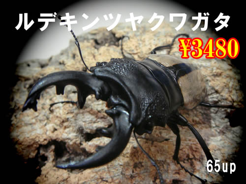 オオクワガタ・クワガタ・カブトムシ・昆虫 通販専門店【フジコン】