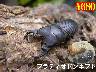 特選虫の市■プラティオドンネブト幼虫(5頭まで