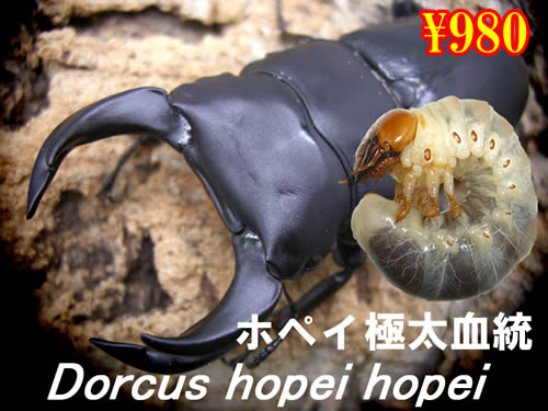 I̎s߲ܶɑci3܂Łj