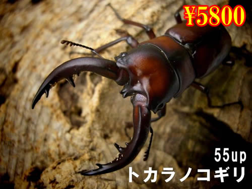 I̎s@Ķɺ55up߱(1߱܂