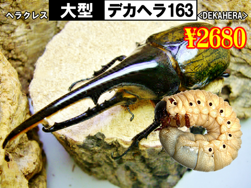 特選虫の市■SUPER個体【デカヘラ163】幼虫(3頭まで