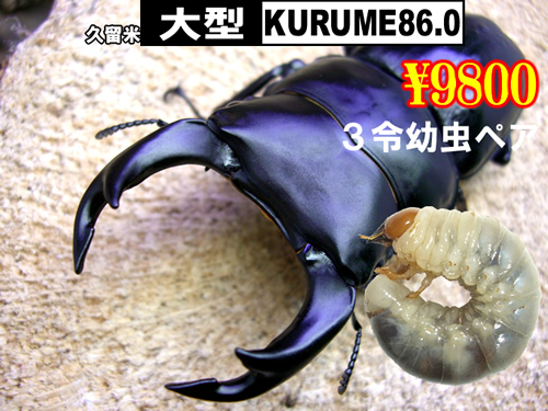 特選虫の市■SUPER個体KURUME86.0血統3令幼虫ﾍﾟｱ(1ﾍﾟｱ