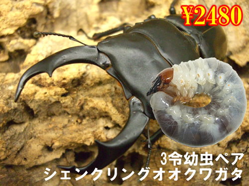 ���I���̎s����ݸ�ݸ޵��ܶ��3�ߗc���y�A(1�y�A�܂�