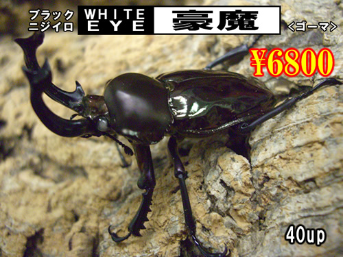 ���I���̎s��SUPER�́y�����z����40up�����߱