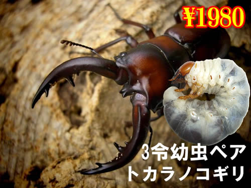 I̎s@Ķɺ3ߗc߱(1߱܂