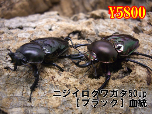 ���I���̎s��Ƽ޲ہy��ׯ��z����50up�����߱(1�߱