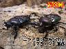 ���I���̎s��Ƽ޲ہy��ׯ��z����50up�����߱(1�߱
