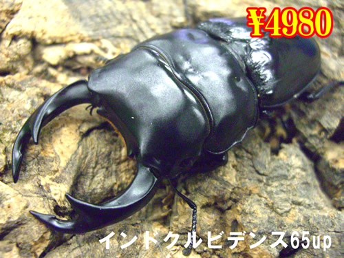 ���I���̎s�����޸�����ݽ65up�����߱(1�߱�܂�