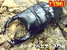 ���I���̎s�����޸�����ݽ65up�����߱(1�߱�܂�