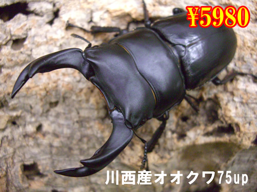 I̎s쐼Yܶ75up߱(1߱܂