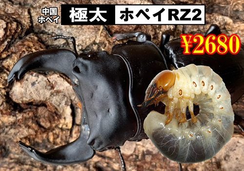 特選虫の市■SUPER個体【極太ﾎﾍﾟｲRZ2】血統幼虫(3頭