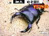 特選虫の市■SUPER個体【極太-西多田68】75mm成虫ﾍﾟｱ