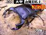 特選虫の市■SUPER個体【台湾王85.8】79mm成虫ﾍﾟｱ