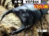 I̎sSUPER́yYGF844z85mm߱