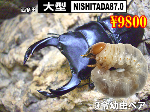 特選虫の市■SUPER個体【NISHITADA87.0】3令幼虫ﾍﾟｱ