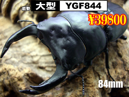 特選虫の市■SUPER個体【YGF844】血統84mm成虫ﾍﾟｱ