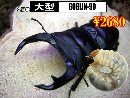 特選虫の市■SUPER個体【GOBLIN-90】血統幼虫(3頭まで