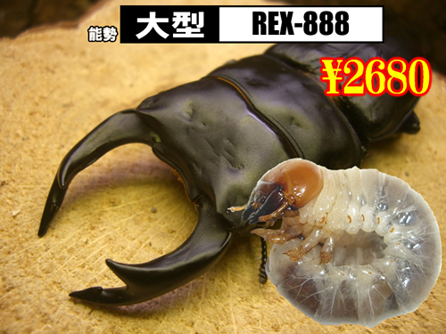 特選虫の市■SUPER個体【REX-888】血統幼虫(3頭まで
