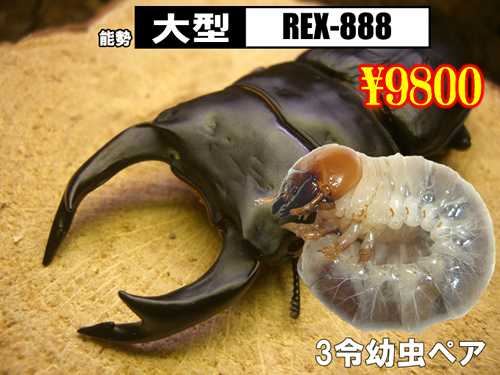 特選虫の市■SUPER個体【REX-888】血統3令幼虫ペア